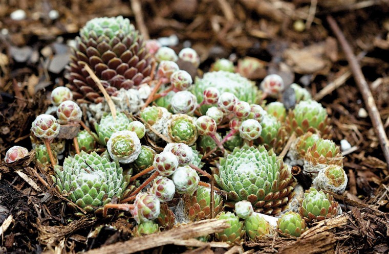 Gardening with cacti
